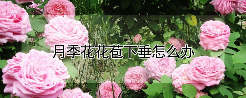 月季花花苞下垂怎么办 月季花苞垂下来