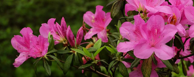 夏季杜鹃花北方怎么养家庭养（北方杜鹃花怎么度夏）