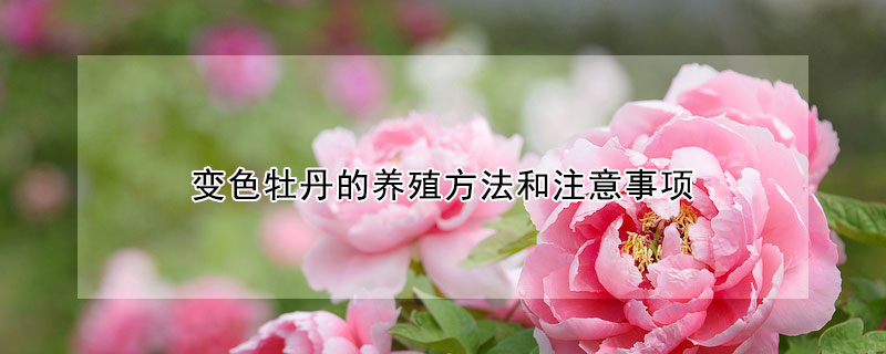变色牡丹的养殖方法和注意事项 变色牡丹的养殖方法和注意事项视频