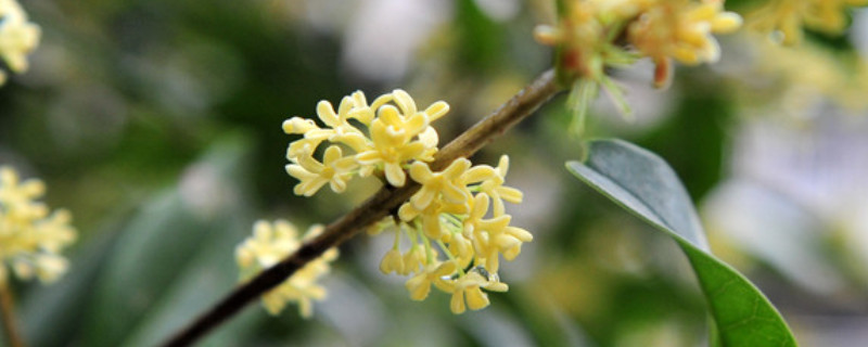 桂花可以水培发根吗 桂花可不可以水培
