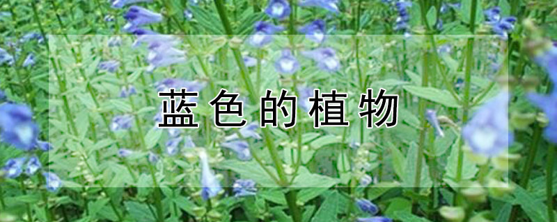 蓝色的植物 蓝色的植物大战僵尸