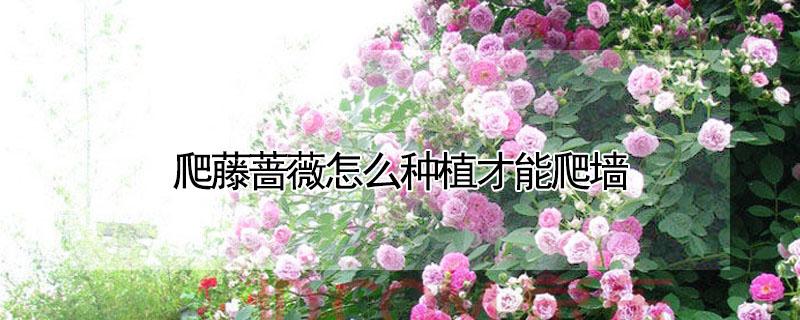 爬藤蔷薇怎么种植才能爬墙 爬藤蔷薇怎么种植才能爬墙呢