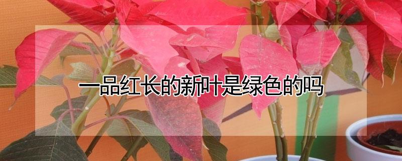 一品红长的新叶是绿色的吗（一品红新叶子什么时候变红）