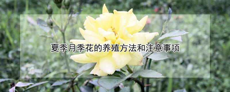 夏季月季花的养殖方法和注意事项（夏季月季花的养殖方法和注意事项有哪些）