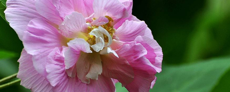 芙蓉花怎么生根（芙蓉花怎么生根子）