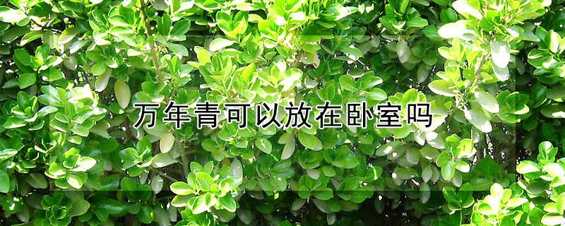 万年青可以放在卧室吗 万年青可以放在卧室里吗?