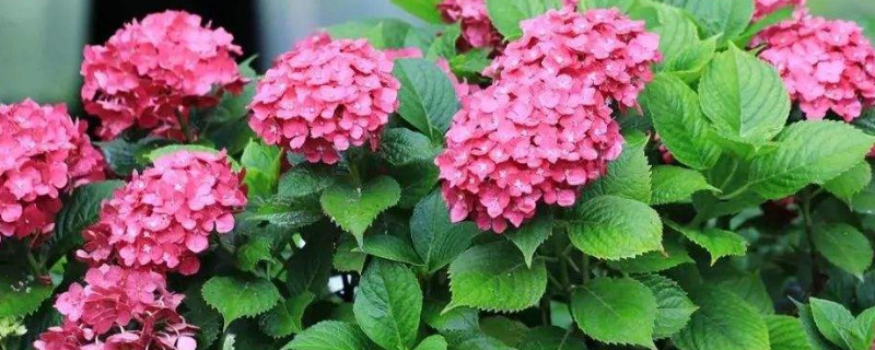 绣球花种子育苗方法 绣球花种子育苗方法视频
