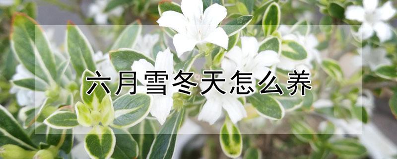 六月雪冬天怎么养（六月雪冬天怎么养护和浇水）