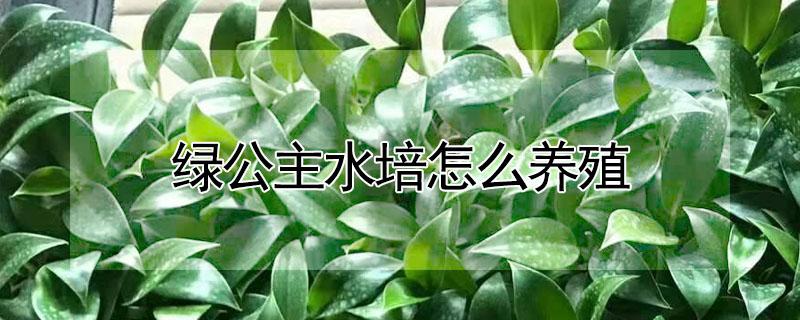 绿公主水培怎么养殖 绿公主水培怎么养殖的