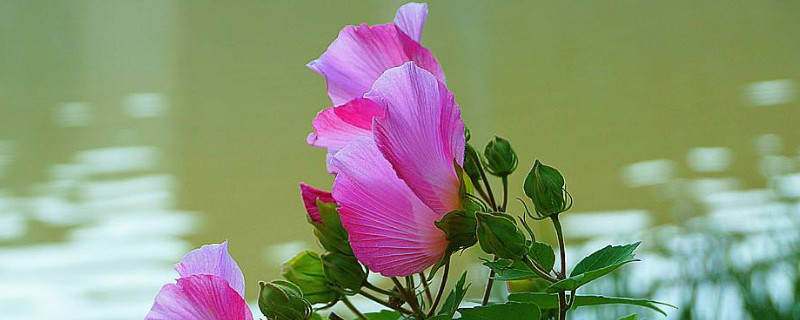 芙蓉花换盆后叶子蔫了怎么办（芙蓉花买回来一换盆就蔫怎么办）