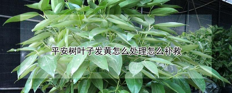 平安树叶子发黄怎么处理怎么补救 平安树叶子发黄脱落怎样挽救