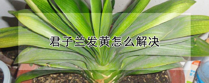 君子兰发黄怎么解决（君子兰发黄是怎么处理）