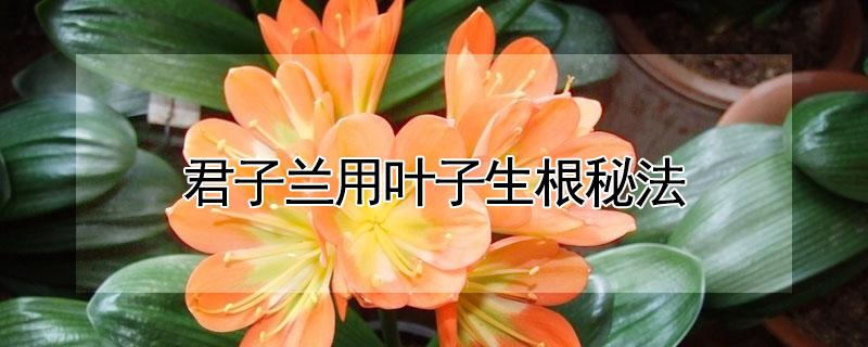 君子兰用叶子生根秘法 君子兰叶子能生根吗?