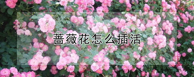 蔷薇花怎么插活 蔷薇花怎么插活的