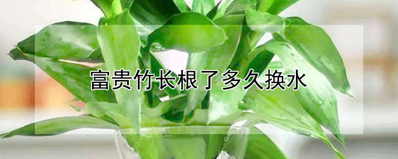 富贵竹长根了多久换水（富贵竹长根了多久换水合适）