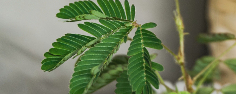 含羞草如何育苗（含羞草如何育苗图片）
