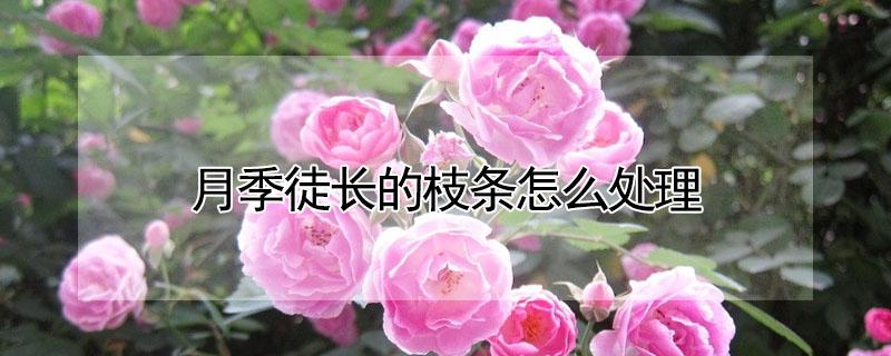 月季徒长的枝条怎么处理 月季徒长的枝条怎么处理视频