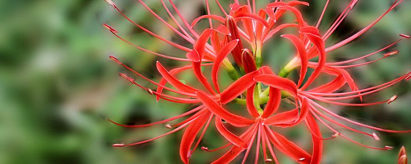 彼岸花水培养种植方法（彼岸花水培养种植方法图解）
