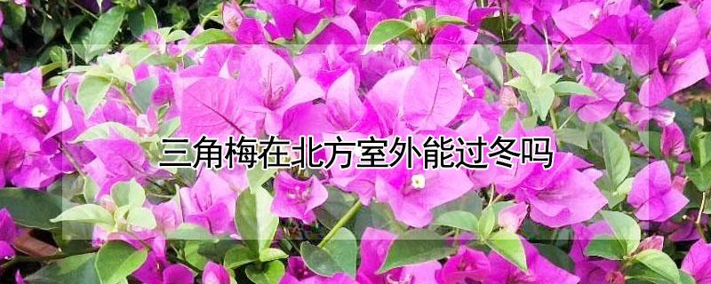 三角梅在北方室外能过冬吗（三角梅耐寒最低温度）