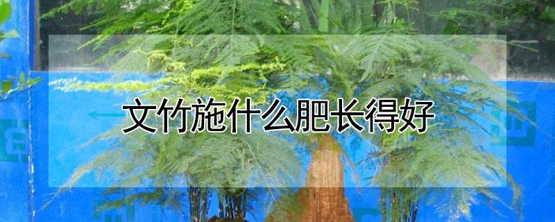 文竹施什么肥长得好 文竹施什么肥长得好呢
