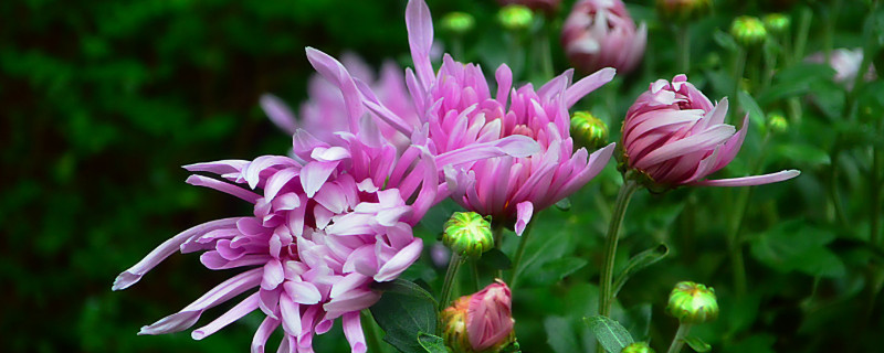 菊花盆栽冬天怎么养 菊花盆栽冬天怎么养护和管理