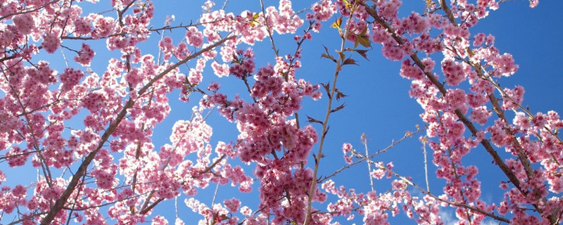 梅花冬天怎么养（梅花冬天怎么养护和浇水）
