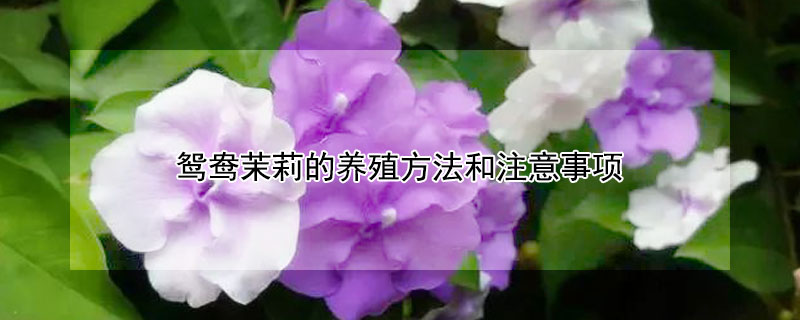 鸳鸯茉莉的养殖方法和注意事项（鸳鸯茉莉的养殖方法和注意事项图片）