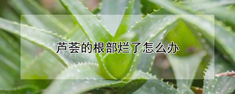 芦荟的根部烂了怎么办 芦荟根部烂了怎么补救