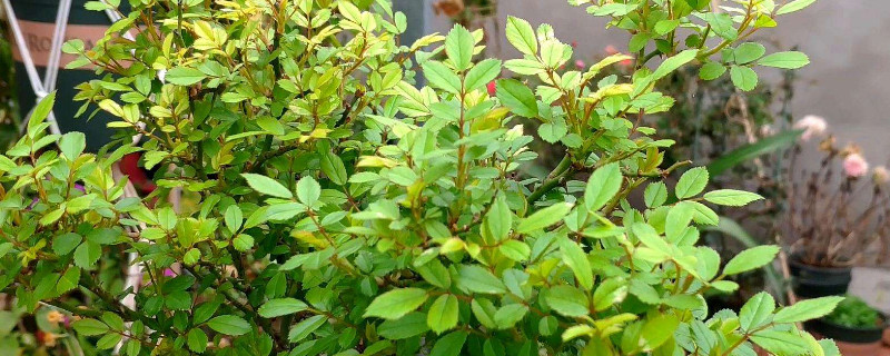 月季花干叶了该怎么治（月季花叶子干枯了还会活吗）