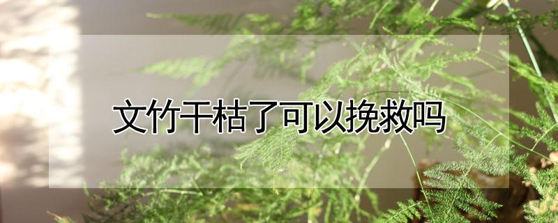文竹干枯了可以挽救吗 文竹干枯了还能活吗