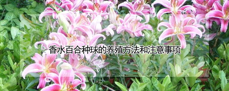 香水百合种球的养殖方法和注意事项 香水百合种球的种植方法和注意事项