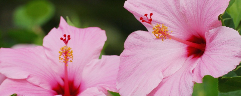 芙蓉花有休眠期吗 芙蓉花期长吗