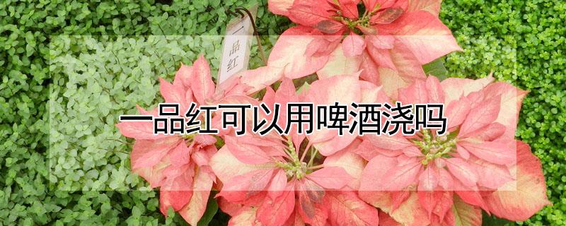 一品红可以用啤酒浇吗（一品红可以淋雨吗）