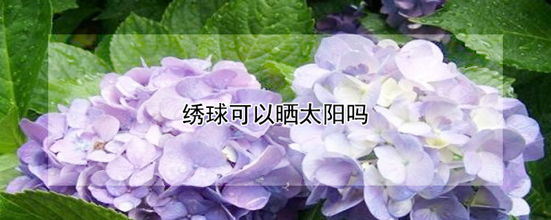 绣球可以晒太阳吗（绣球能太阳晒吗）
