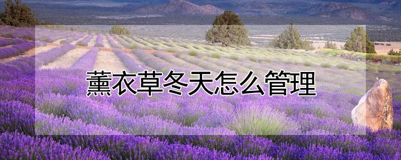 薰衣草冬天怎么管理（薰衣草冬天怎么管理的）