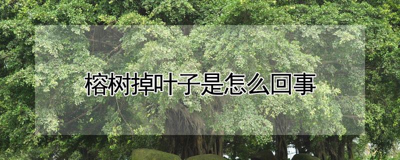 榕树掉叶子是怎么回事（盆栽榕树掉叶子是什么原因啊）