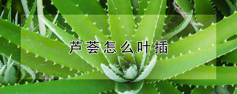 芦荟怎么叶插（芦荟怎么叶插繁殖图解）