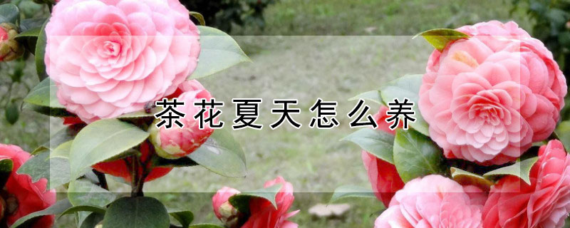 茶花夏天怎么养 茶花夏天怎么养护和浇水