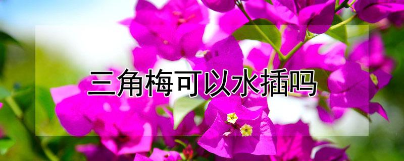 三角梅可以水插吗（三角梅可以水插生根吗）