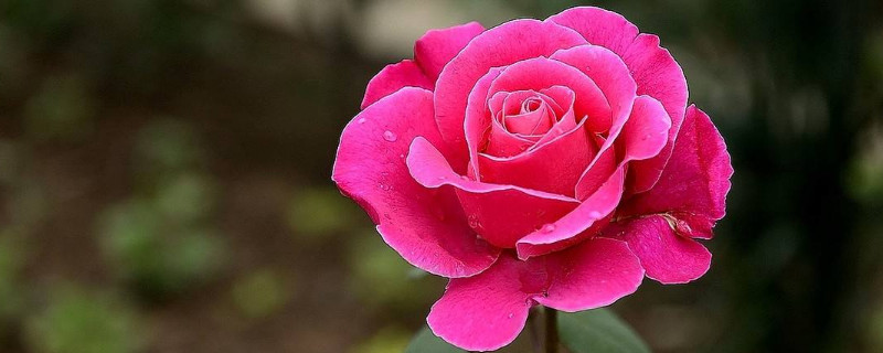 月季花白霉怎么处理（月季花白霉用什么药）