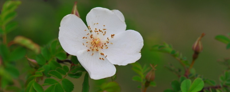 蔷薇花夏天怎么浇水 蔷薇花夏天怎么浇水视频