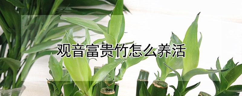 观音富贵竹怎么养活（观音富贵竹的养殖方法）