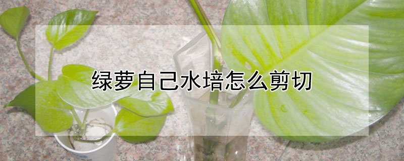 绿萝自己水培怎么剪切 绿萝怎么水培怎么剪枝