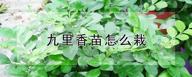 九里香苗怎么栽 九里香苗怎么栽种视频