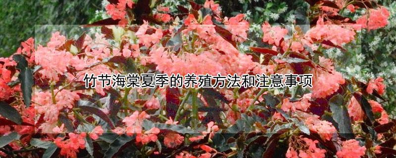 竹节海棠夏季的养殖方法和注意事项（竹节海棠夏季的养殖方法和注意事项图片）