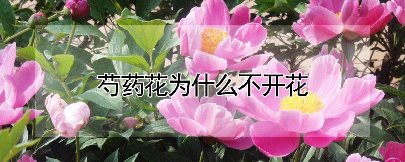 芍药花为什么不开花（芍药花为什么不开花结果）