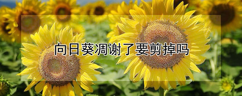 向日葵凋谢了要剪掉吗（向日葵凋谢之后要剪掉吗）