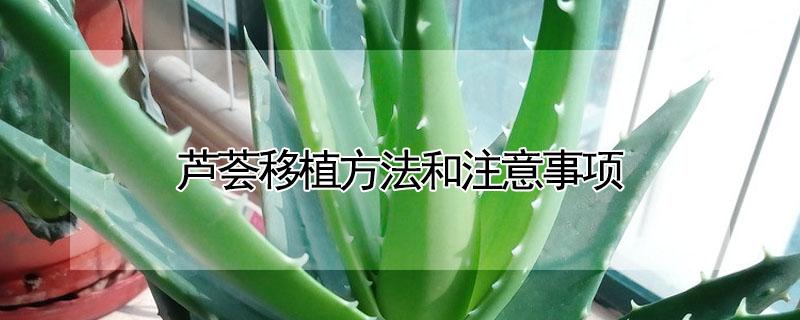 芦荟移植方法和注意事项（芦荟移植方法和注意事项有哪些）