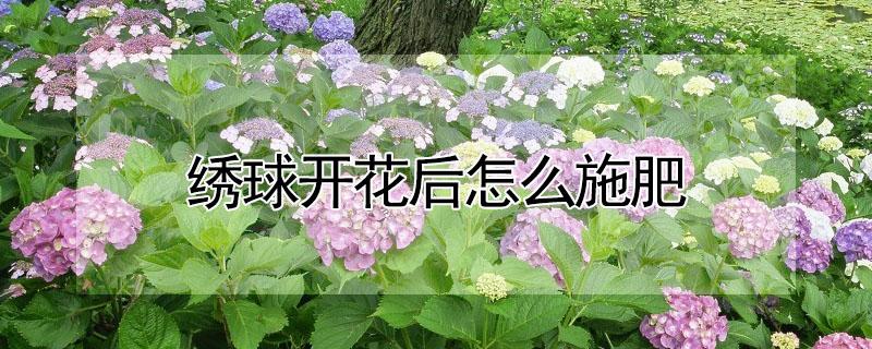 绣球开花后怎么施肥 绣球开花后怎么施肥最好