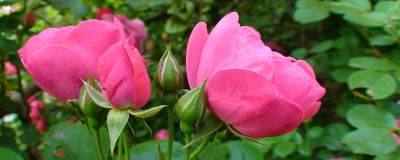 蔷薇花放花瓶怎么养（蔷薇花在花瓶怎样养）